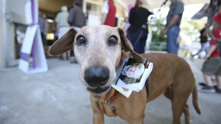 A dog waits at a polling booth in Griffith in Brisbane with a Labor how-to-vote card tucked onto his collar. Photo: Paul Harris
