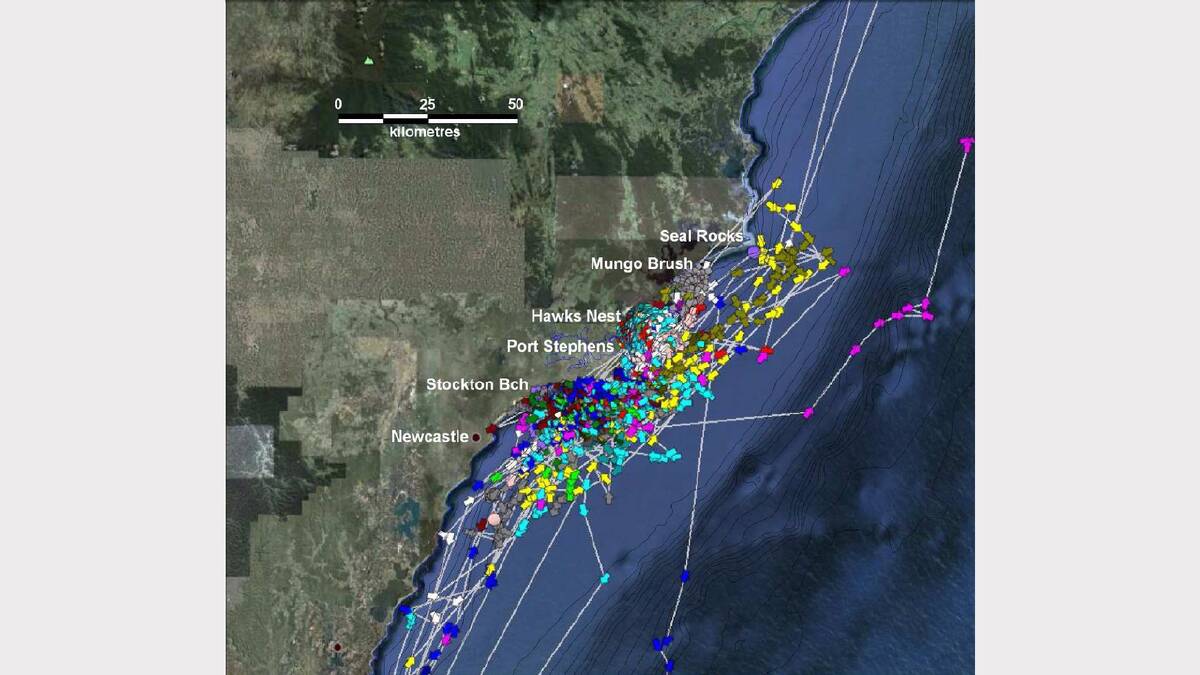  CSIRO map shows satellite tracking of great white sharks off the Hunter coast from 2007 to 2011