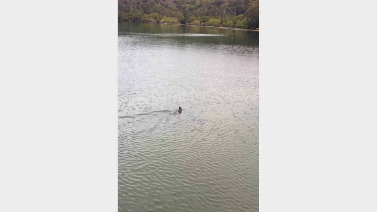 May 23, 2013: A 3 metre bull shark at the Gwandalan boat ramp in about a metre of water. Picture Jess Howes