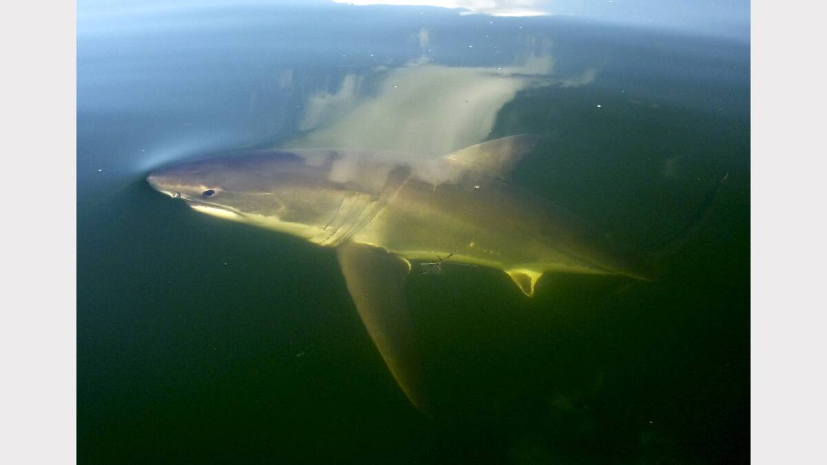 July 11, 2013: Phill Loader and his grandson Caleb Loader had an encounter with this shark in their dinghy at Belmont Bay, 100metres out from Belmont 16 Footers club.