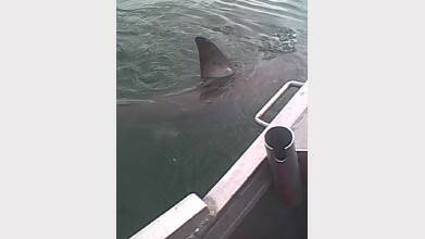 November 6, 2012: A shark in Croudace Bay, Lake Macquarie, which experts believed was a great white shark. Picture: Andrew Thirkettle   