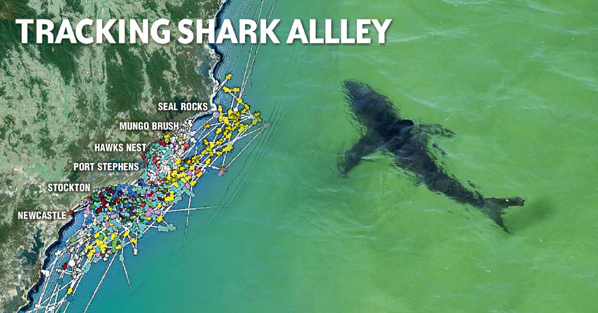  This CSIRO map shows satellite tracking of great white sharks off the Hunter coast. The movement of each tracked shark is colour-coded. 