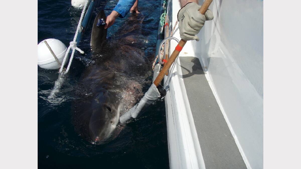 CSIRO researchers tagging a Great White shark off Port Stephens  shark-tagging. Picture CSIRO