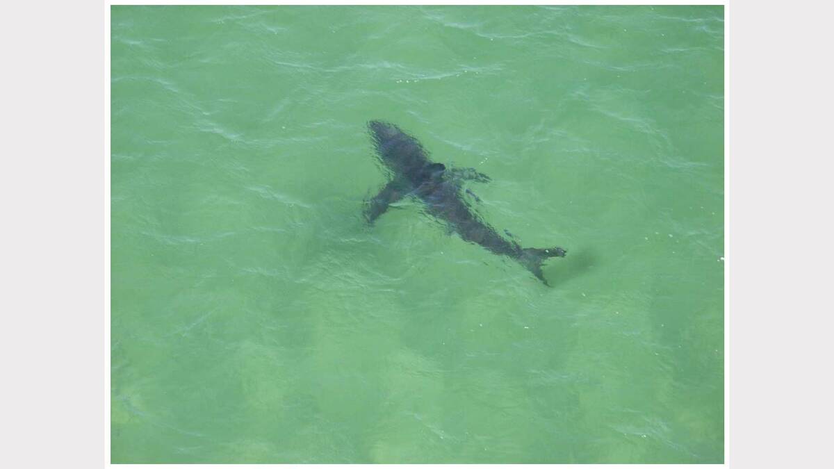   An aerial shot of a great white that was part of the CSIRO tracking program off Port Stephens. Pic supplied by CSIRO