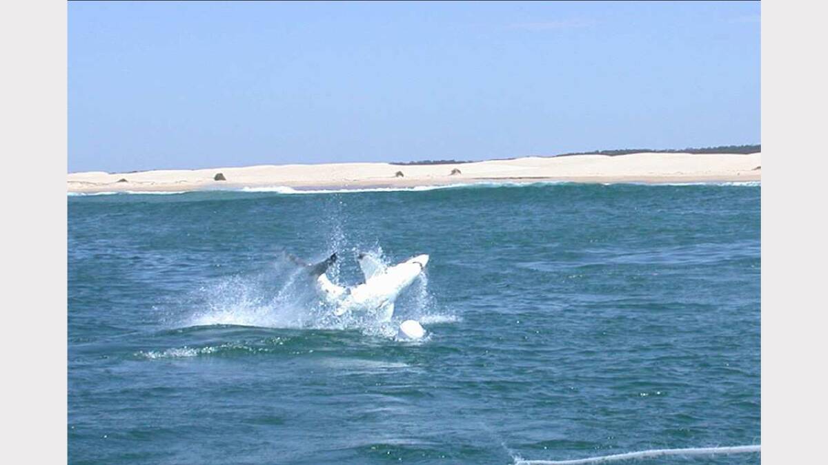  A hooked juvenile white shark breaching while being led away from the surf zone for tagging off Bennetts Beach in 2011. Pic supplied by CSIRO