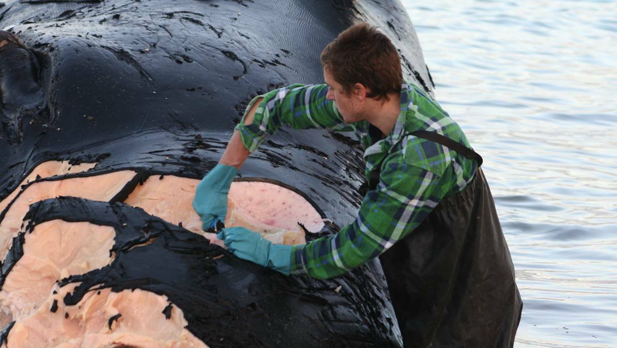 A 15 tonne,12-metre long southern right whale that washed up south of Tumby Bay on the Eyre Peninsula in South Australia. A marine biologist takes a blubber sample.