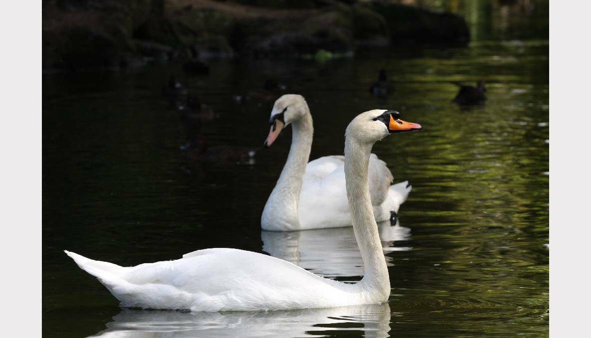 AVON ADVOCATE: Northam's male swan at Melbourne Zoo with his chosen mate in front.