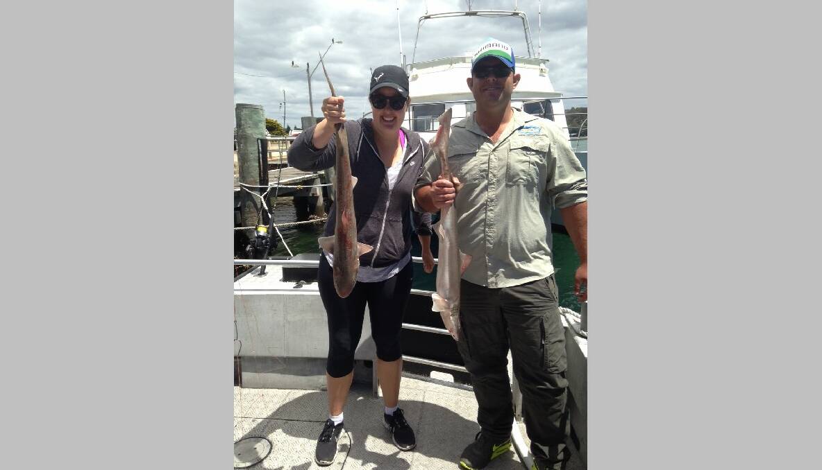 GUMMY COUPLE: Kathleen and David from Canberra went out off Tuross with the Sheriff on Saturday bringing a couple of gummy shark. 15/1/2014 