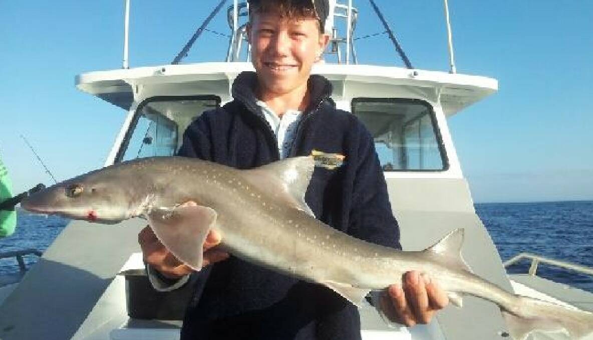 GUMMY SHARK Charter Fish Narooma client Liam Cook from Wagga with a gummy shark caught up off Tuross on Monday.15/1/2014 