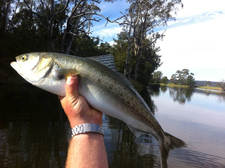 FRESH SALMON: Editor Stan Gorton was surprised to catch a salmon this far up into the fresh of the Bega River... Perhaps it was confused and was trying to swim upstream like its Pacific and Atlantic namesakes to spawn in the gravel beds! (17/10/2013)
