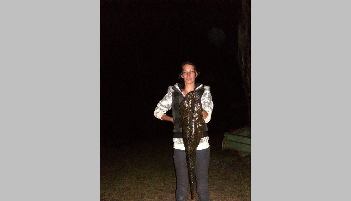 GIANT FLATHEAD: Now this is a flathead! Caught by Ashleigh Clarke in the Narooma inlet last week fishing a pink Squidgy plastic and successfully released by Adam Babidge. They didn't measure it just wanted to get it back in the water. (22/10/2013)  