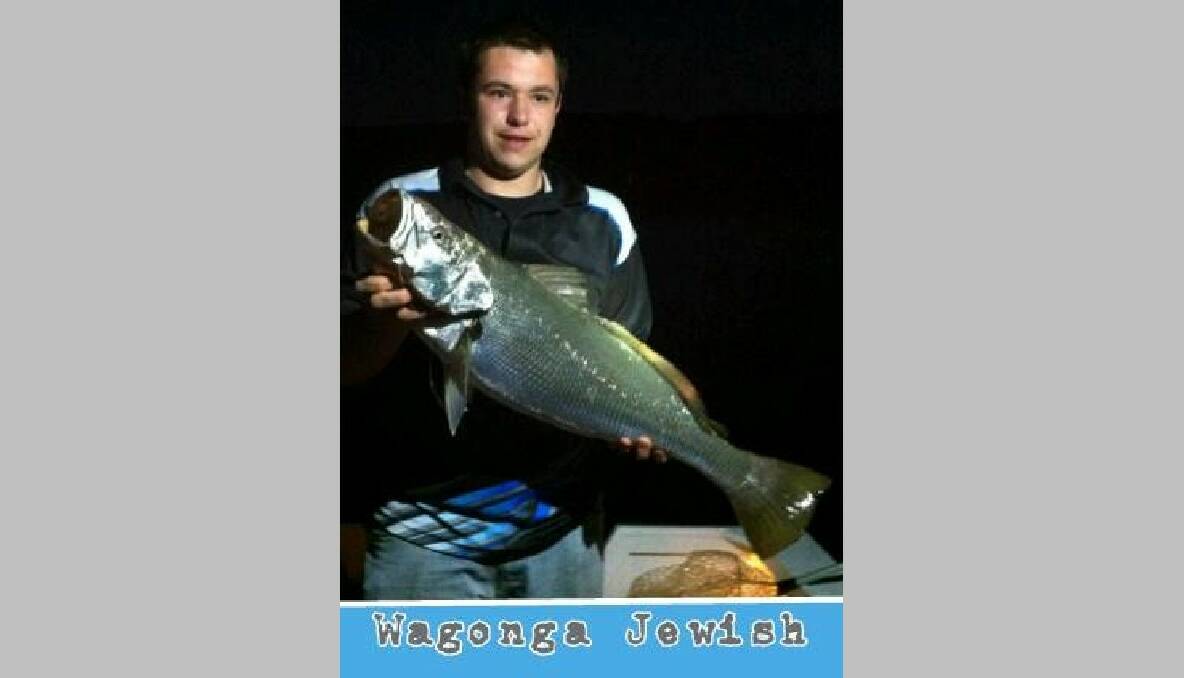 NAROOMA MULLOWAY: Cody Bond from the Narooma Ocean Hut with his mulloway caught at night on Wagonga Inlet.  (16/10/2013)
