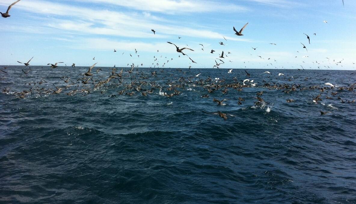 FEEDING FRENZY: Shearwaters and terns feed on tiny baitfish or krill off Montague Island on the weekend being brought up by other baitfish. 