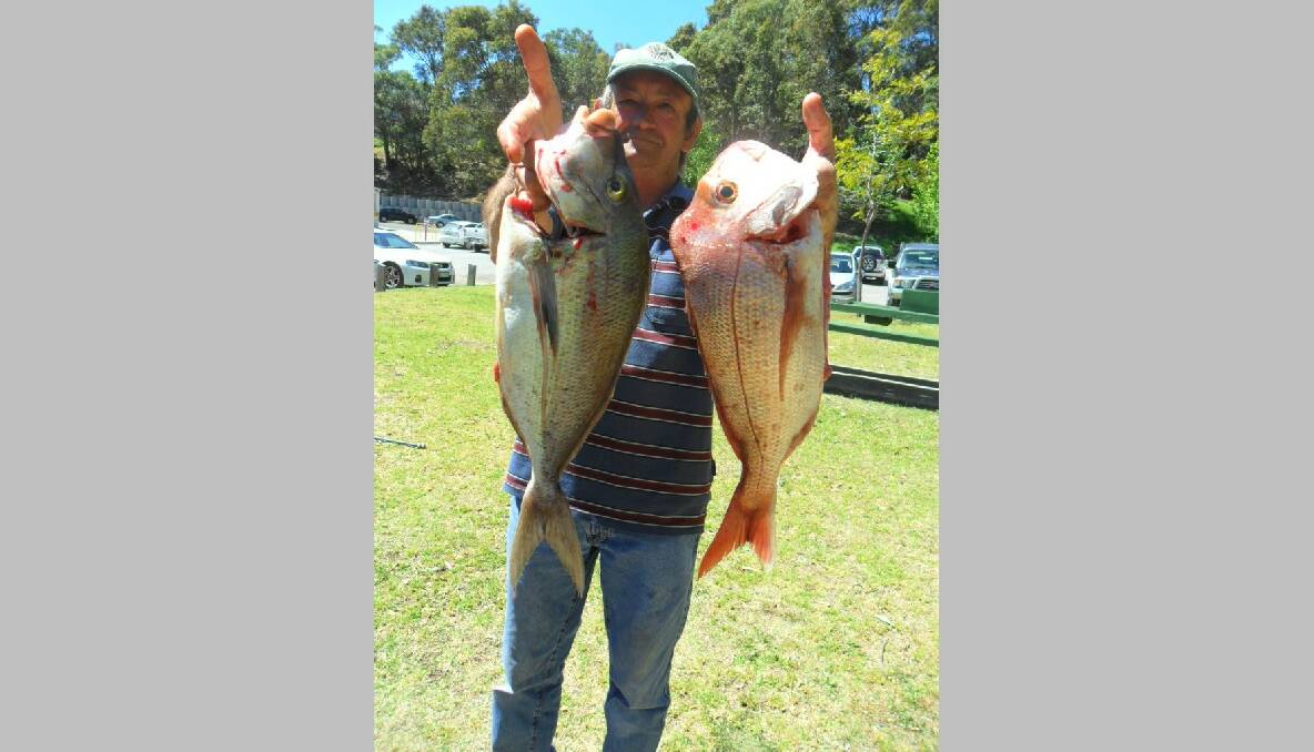 DECENT SNAPPER: NSSC Bowlo Fishing Club member Bill Davis with a decent morwong and snapper.  (16/10/2013) 