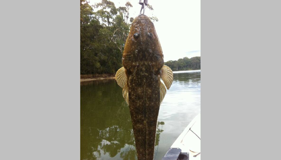 EDITOR CATCH: The biggest of the morning for editor Stan Gorton went around 48cm – all fish were released. (15/11/2013) 