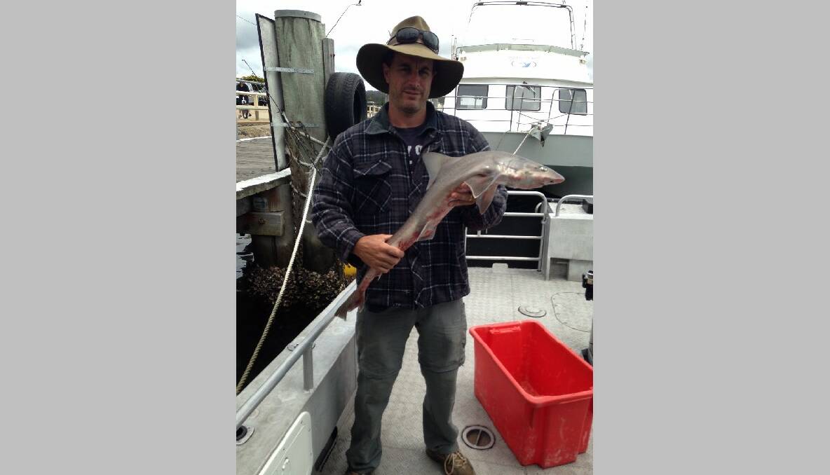 SHERIFF GUMMY: Steve from Victoria with another gummy shark caught off Tuross with the Sheriff on Saturday. 15/1/2014