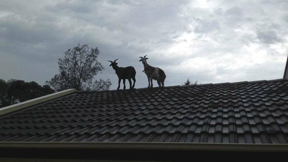 ILLAWARRA: The goats on top of a town house roof in Tamarind Drive. Picture supplied.
