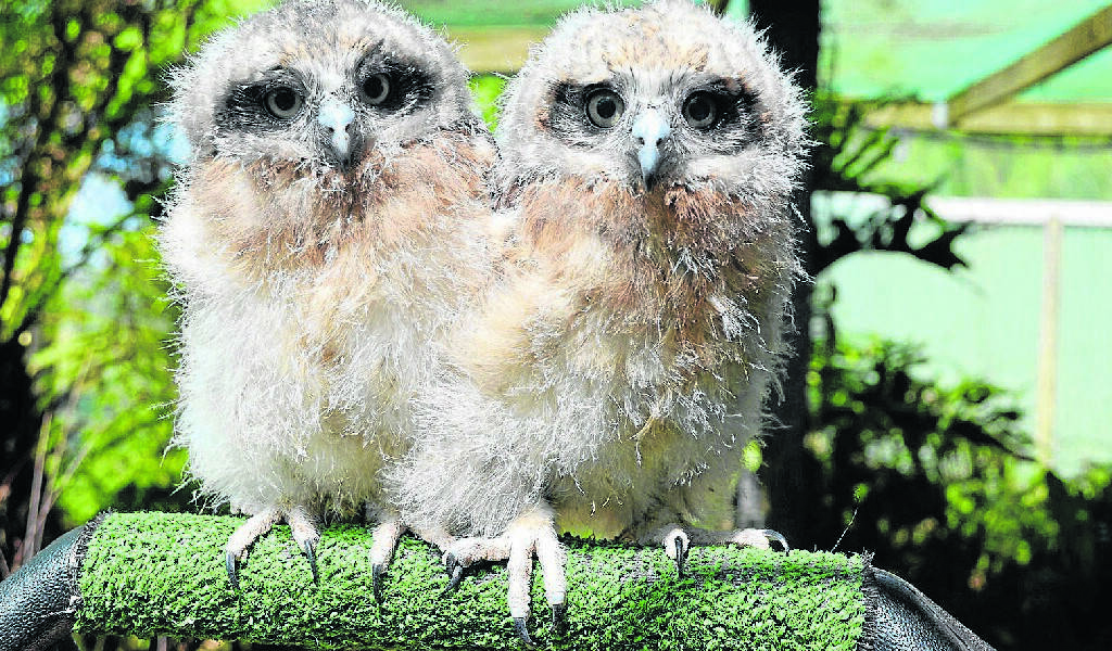 KANGAROO ISLAND: Kangaroo Island Wildlife Park invites all residents to join in the fun of a competition to name the two new baby boobook owls. 