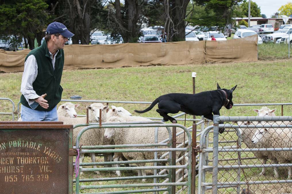 WARRNAMBOOL: Terry Sim of Broadwater puts four-year-old Cherry through her paces in the novice yard dog trials at the Noorat Show. Picture: STEVE HYNES