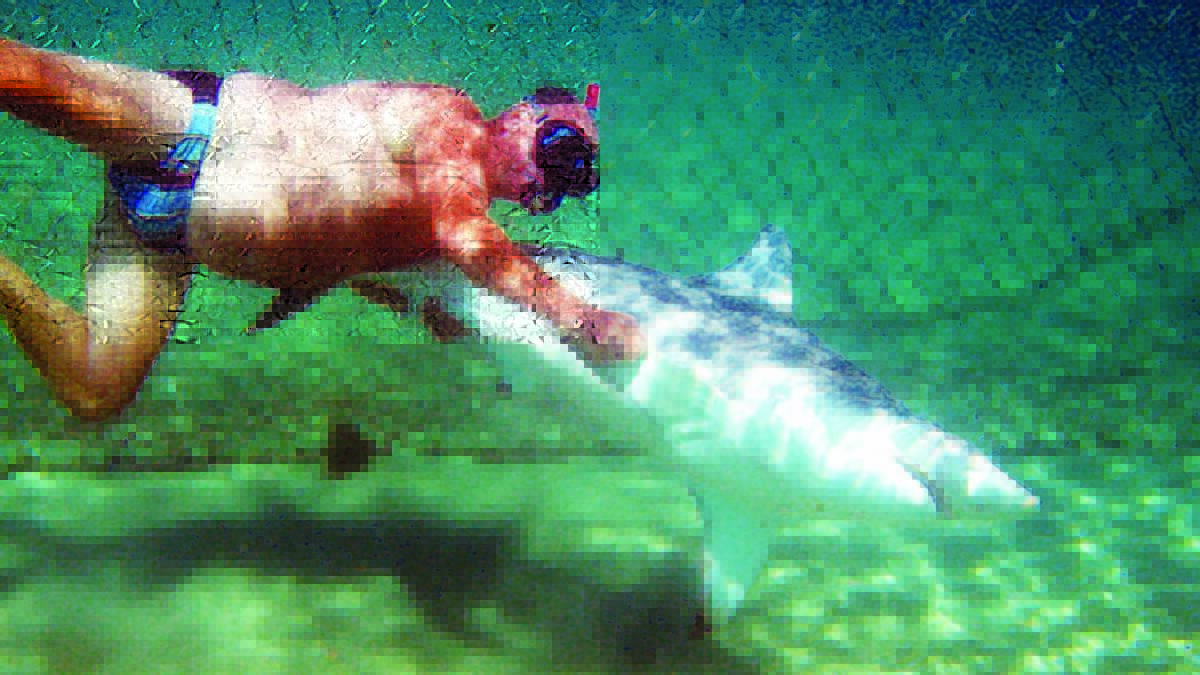NAROOMA: Some are calling for the Narooma swimming enclosure net to be repaired. The Narooma News back in 2009 got into the water to photograph local resident Peter Kane remove a bronze whaler shark that mysteriously was found dead at the Bar Beach shark net.  