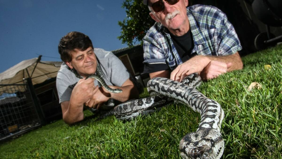  KIAMA: WIRES Illawarra reptile coordinator Hugh Marriot (right) and chairman Sam Joukador with Murrary River Darling python Syd (front) and   Diamond Python Jewels - its snakes alive as the weather warms up. PHOTO: DYLAN ROBINSON  