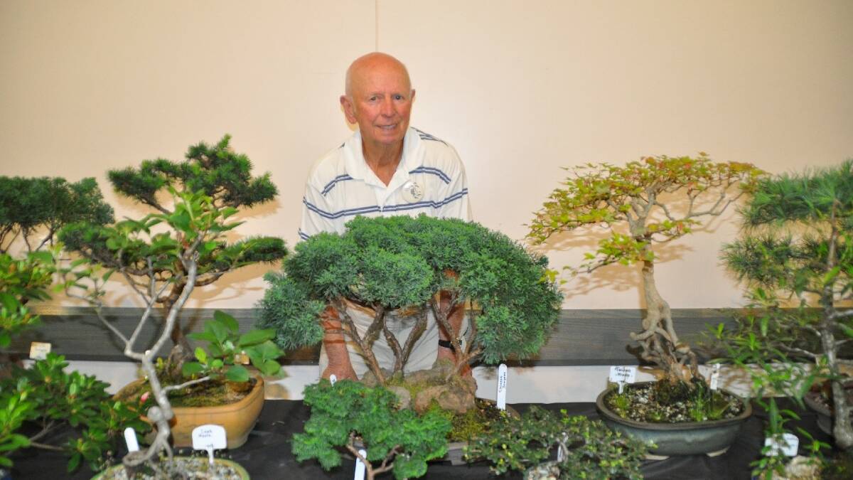 MERIMBULA: Master of the bonsai, David Hof, of Merimbula, at the Native Orchid and Bonsai Show.