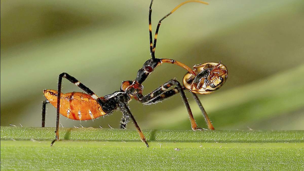  An assassin bug with a lady beetle. Picture: Jim Thomson