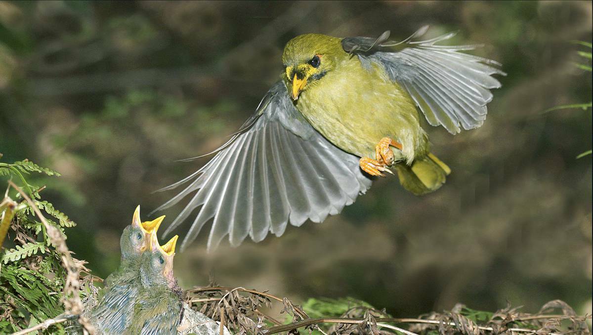  A bellbird and its young taken with a short lens with a short­duration flash. Picture: Jim Thomson