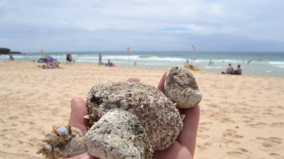 NAROOMA: Pumice pebbles washed up at Narooma are covered with barnacles and sea life indicating they’ve been in the water for months and months. The pumice on Far South Coast beaches came all the way from an undersea volcano that erupted north of NZ in 2012.