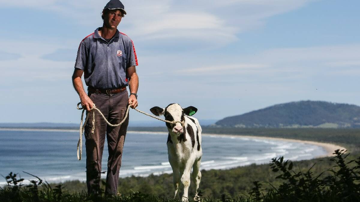  GERROA: Gerroa dairy farmer Paul Condon has switched from Bega to Devondale. Pictured with two month old Sea Breeze Special Dellia. PHOTO:   DYLAN ROBINSON