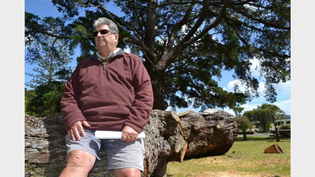 EDEN: Bega Valley Shire Council's former tree management officer Jeff Knigh,t of Eden, calls on council to make wood from fallen trees, like   this 100 plus year old pine, available to the community.