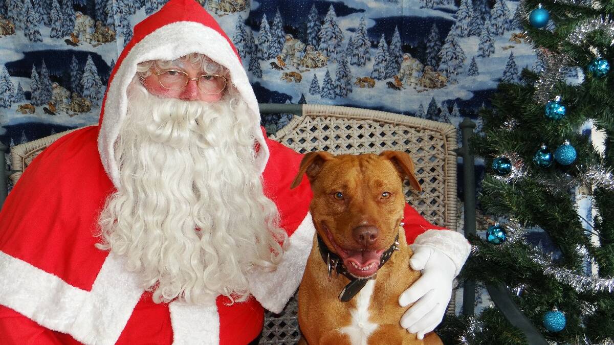  MERIMBULA: Santa Paws is coming to town much to the delight of Merimbula pets.