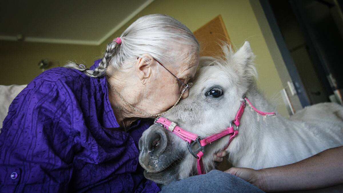 Blue Haven resident Eunice Keys plants a warming kiss on Nadia the miniature pony. Picture: DYLAN ROBINSON