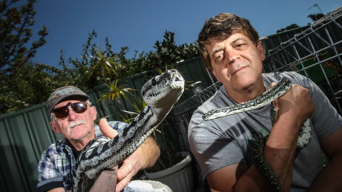 SNAKE. WIRES Illawarra reptile coordinator Hugh Marriot and chairman Sam Joukador with Murrary River Darling python Syd (front) and Diamond Python Jewels. Picture: DYLAN ROBINSON