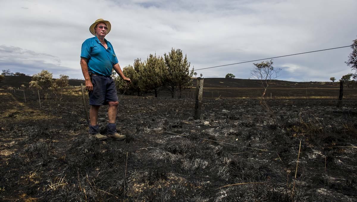 Sheep farmer, Peter Southwell, on his property near Yass where he has lost about 80% of his paddocks to bushfire on January 12, 2013. Photo: Rohan Thomson/The Canberra Times