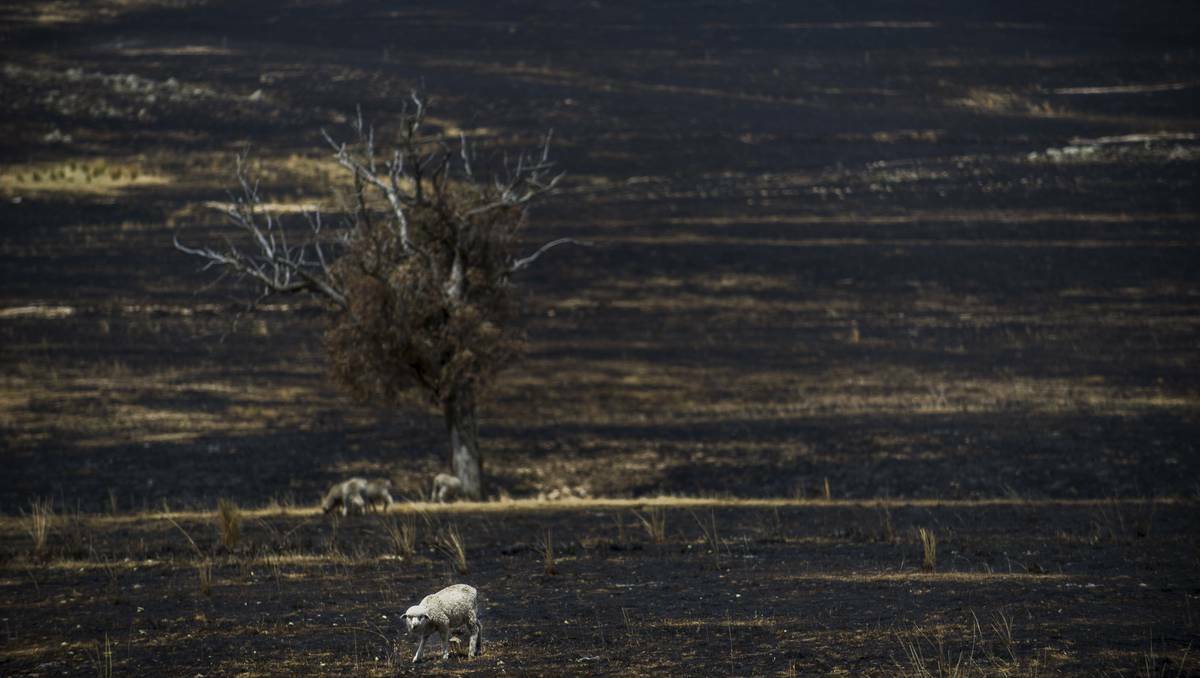 Sheep search amongst the burnt ground for food next to Burrinjuck Rd, near Yass, NSW on January 12, 2013. Photo: Rohan Thomson/The Canberra Times
