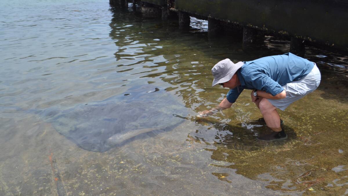 RAY WHISPERER: Darren O'Connell and a stingray at Kiama boat ramp on Friday. The friendly animals just swim up to him, feeding off fish guts. He named them Raylene, Raychel and Barbara. Picture: Rebecca Fist.