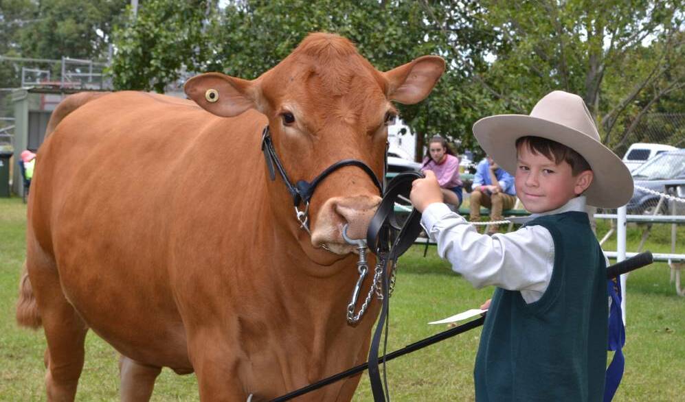 FLASHBACK: Thomas and his limousin cow ‘Spring Creek Wolfette’ (Wolfie) win the junior parader under 13’s class at the 2015 Berry Show.