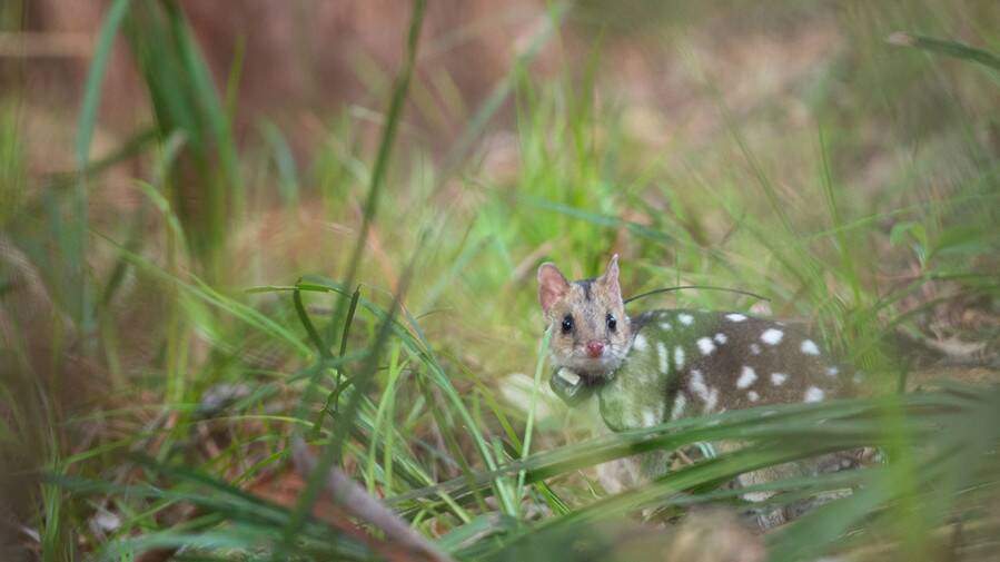 Eastern quoll in Booderee  National Park. Photo: WWF
