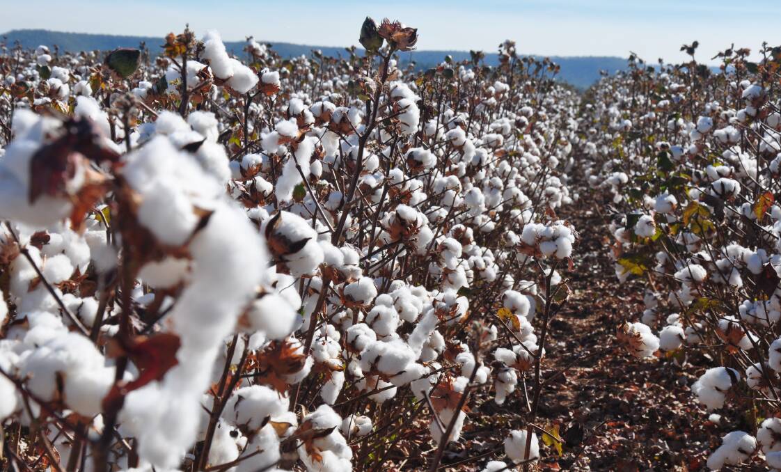 This is some of the new cotton grown on the wet season rains alone in the NT but there are those who would like to grow even better crops, and perhaps twice a year, using irrigation.