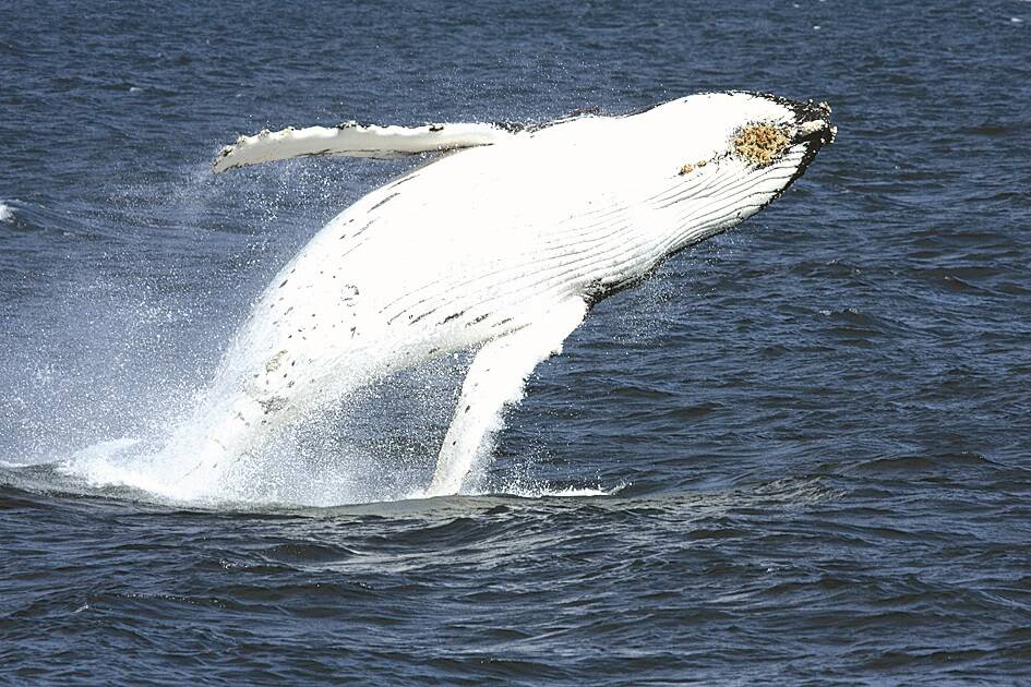 FLIP OUT: It's the start of whale watching season on the South Coast. There are whale watching cruises in the area and places you can spot them on shore.
