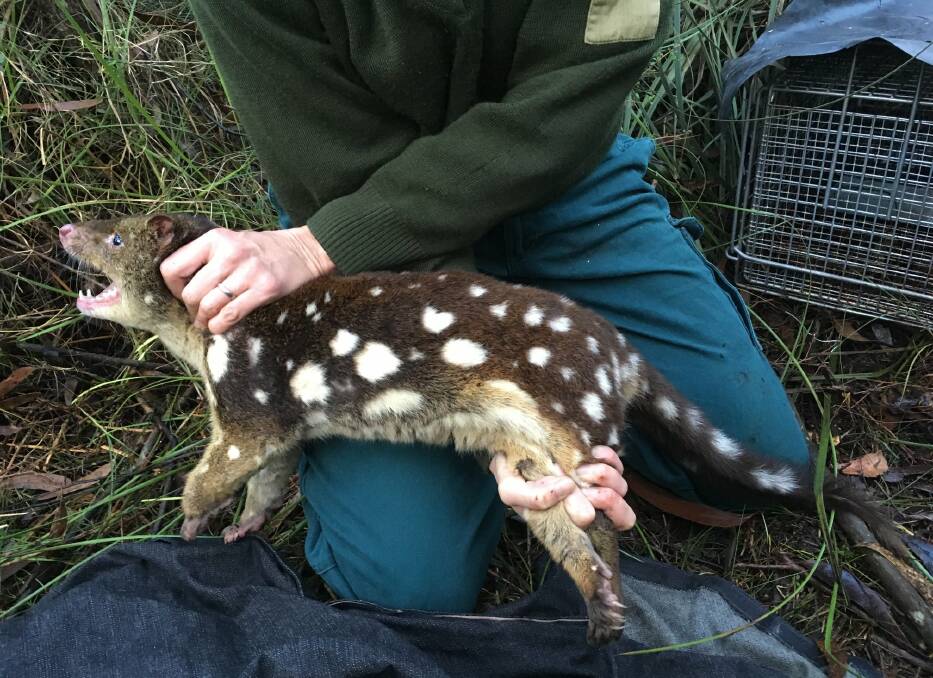 A male spotted-tale quoll weighing 3.78kgs captured during a live-trapping exercise at Budderoo National Park. Photo: Team Quoll Ilawarra and Southern Highlands Facebook. 