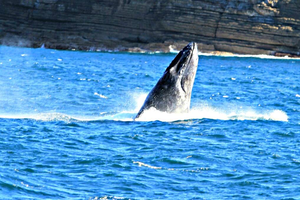 Picture: Jervis Bay Wild