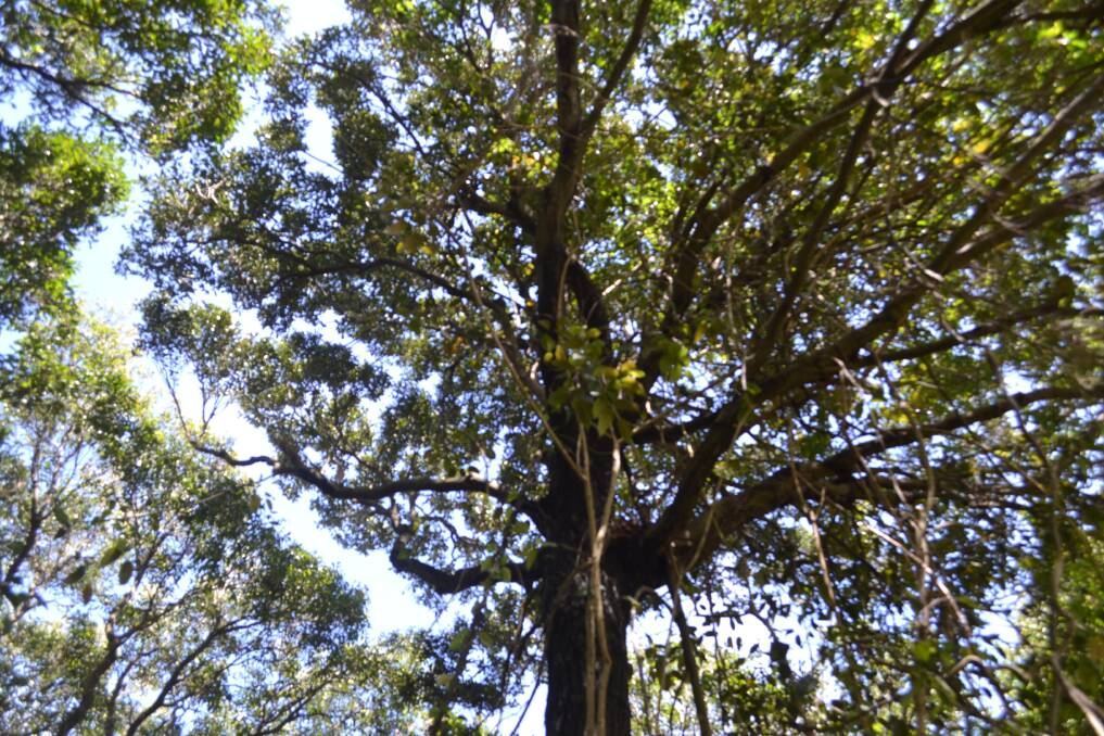 Carl Glaister says this tree is a Myrtle Ebony. The tree, along the Minnamurra River bank was classified by Cardno as a Guioa. Picture: Rebecca Fist