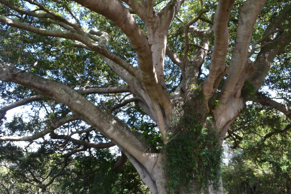 One of two trees in Minnamurra referred to as a “Moreton Bay Figs” by the consultant have been identified by experts as the small-leaved Fig. Picture: Rebecca Fist