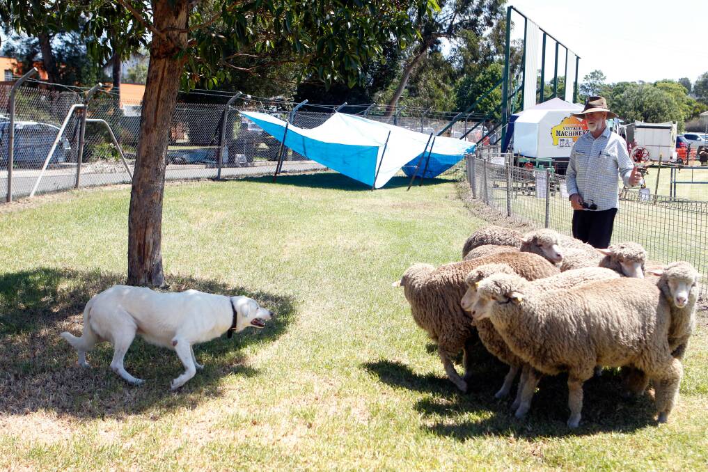 Peter Walsh during a sheep dog demonstration at the 2017 Albion Park Show. Picture: Sylvia Liber