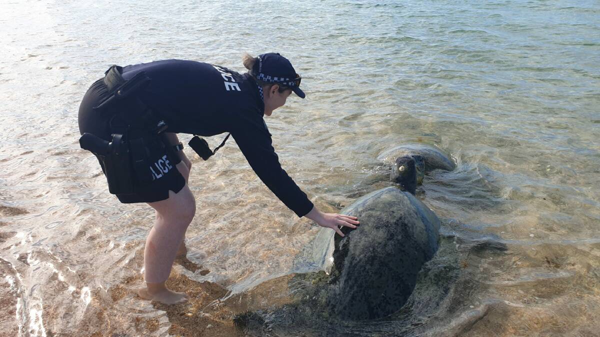 Police help out a stranded turtle: Photo:QPS