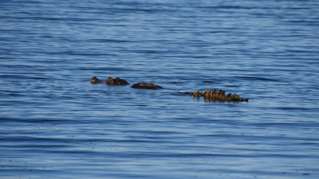 Crocodile swimming at Lake Moondarra this weekend.