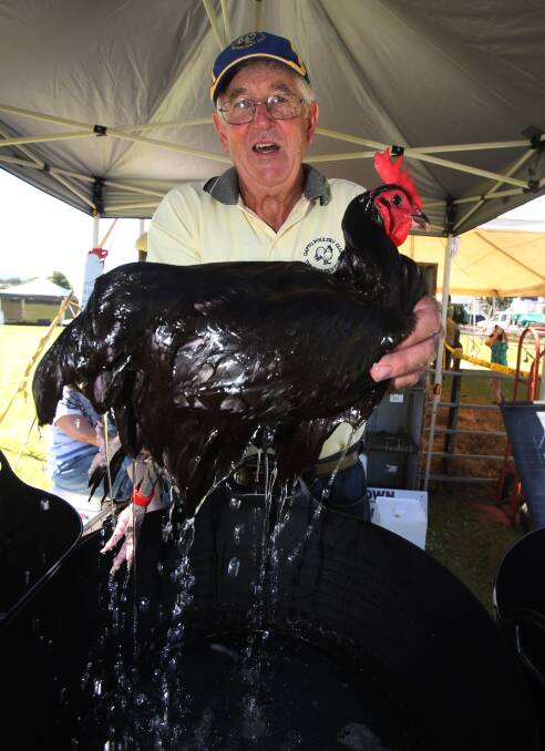KEEPING COOL: Dapto Poultry Club president Gary McKenzie with a local exhibition bird after its bath in preparation for show exhibition. Picture: Robert Peet