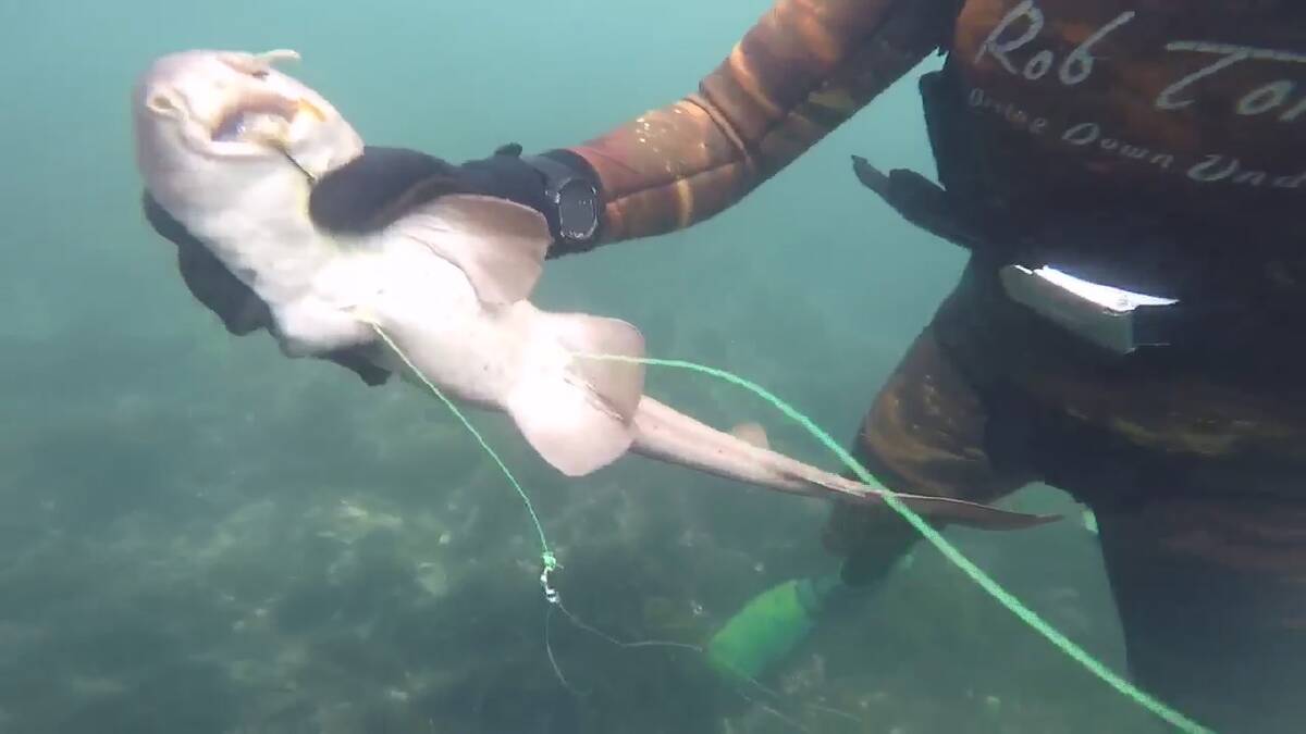 Shark rescue in Wollongong harbour captured on video